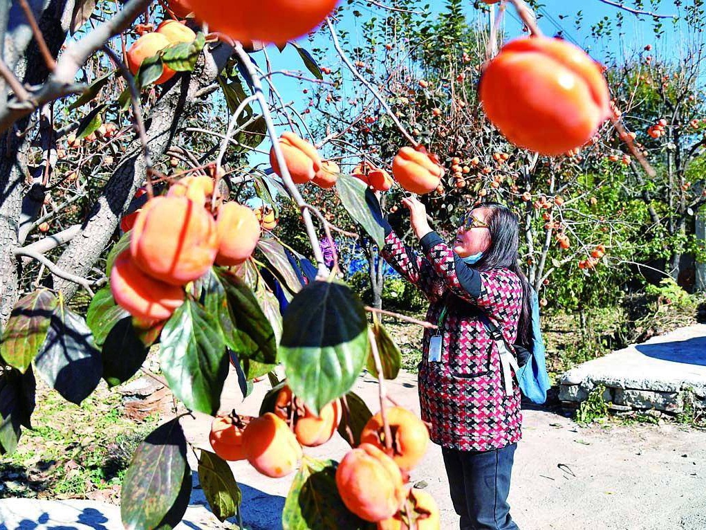 北京磨盘柿子采摘季节,磨盘柿子最佳采摘期
