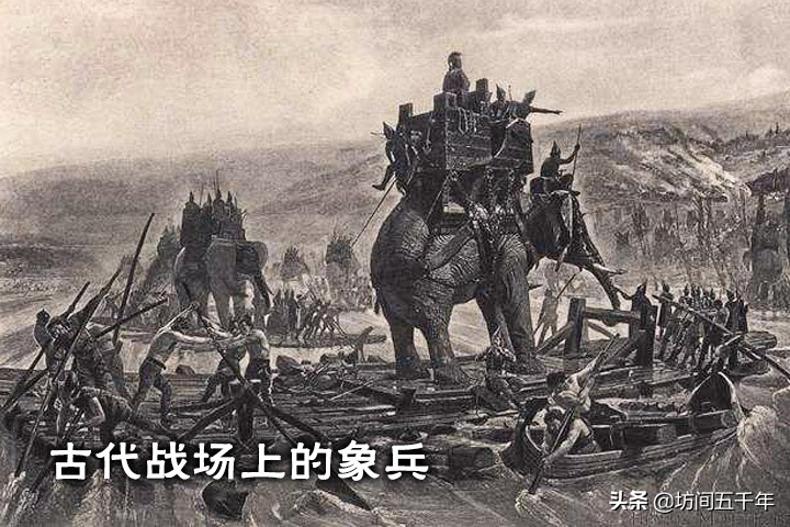 现存的史前大象有哪些,中国大象历史纪录