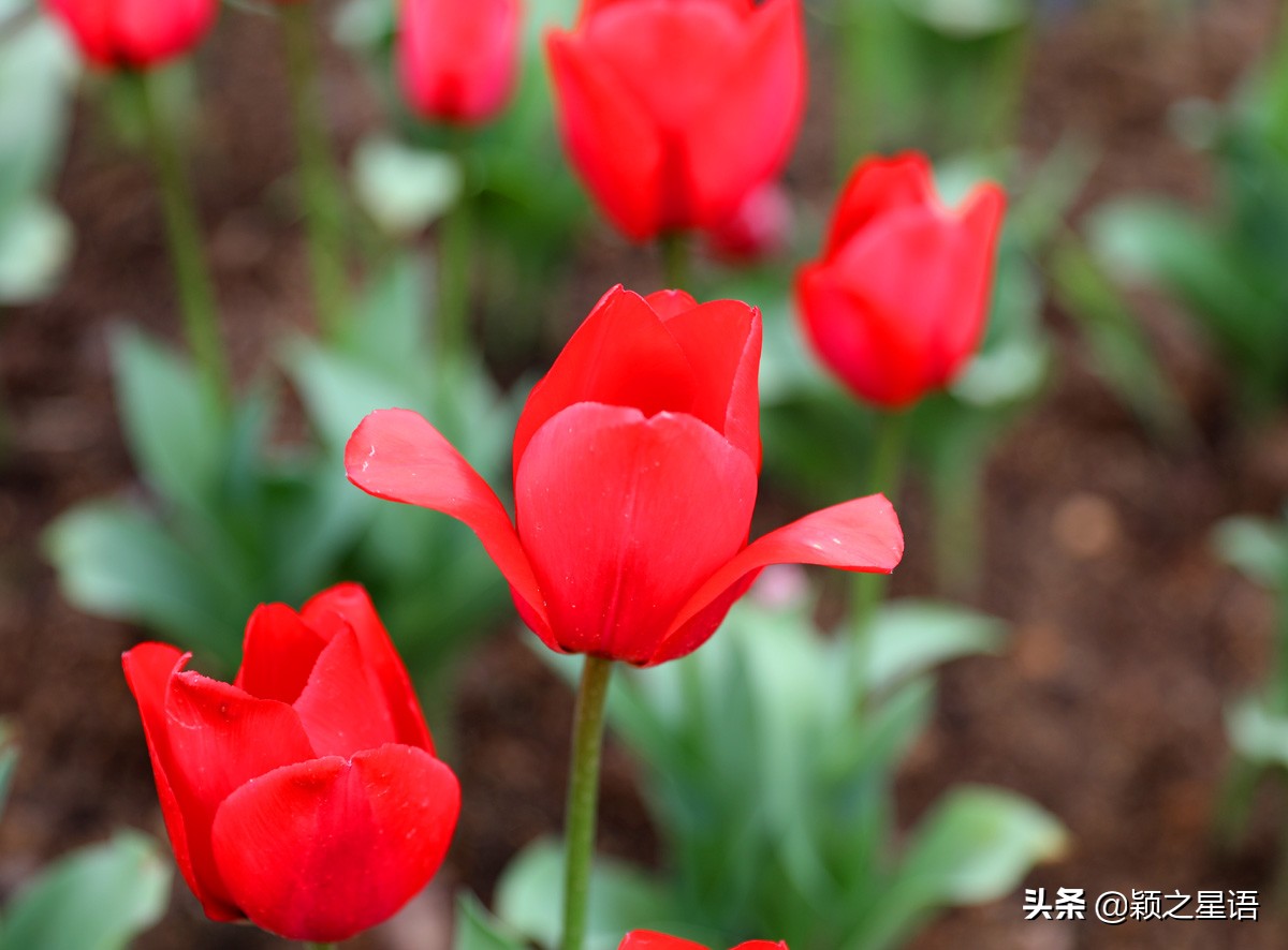郁金香鲜花香味,郁金香鲜花诗情画意