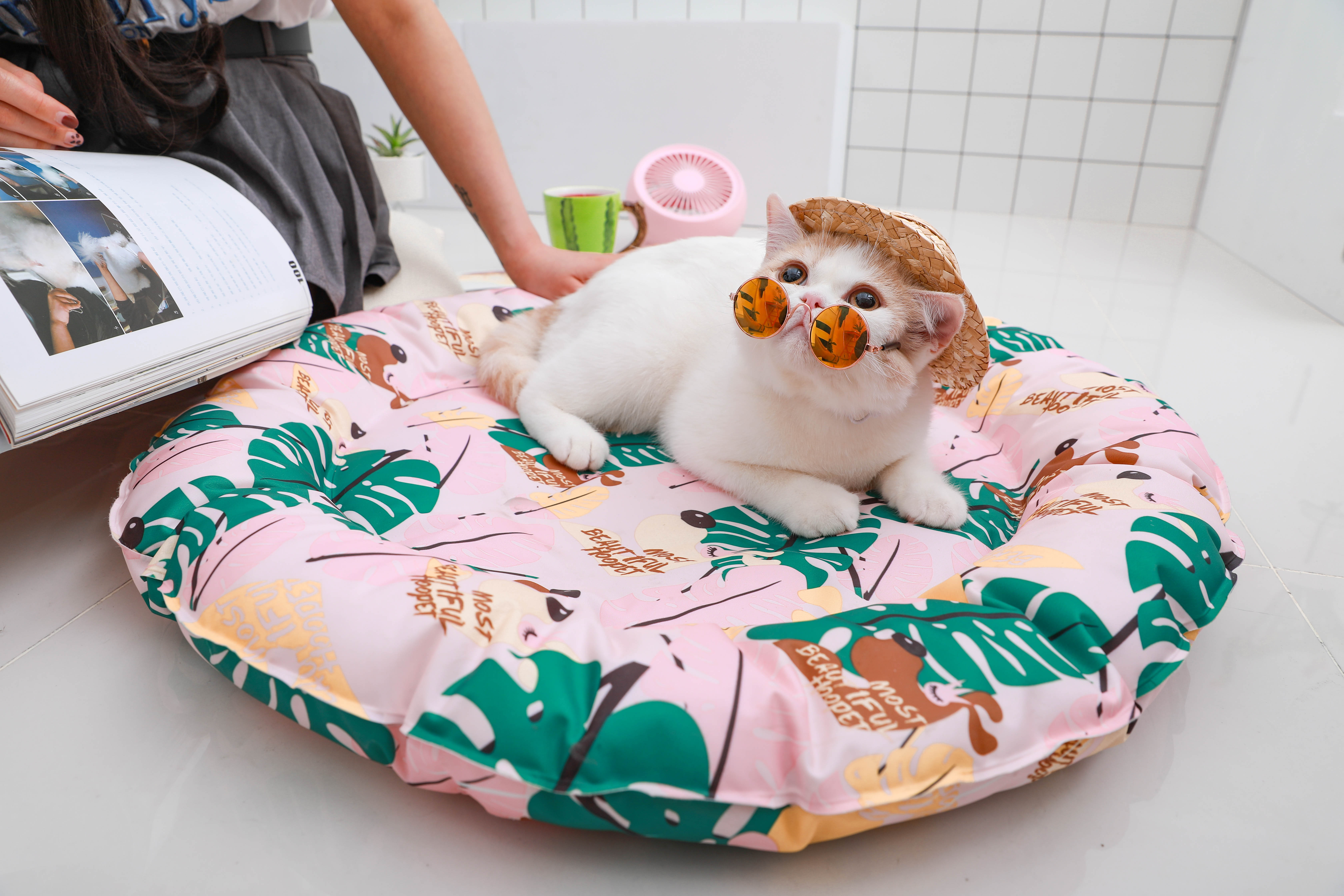 天气热怎么给猫散热,猫怕热怎么办最有效的方法