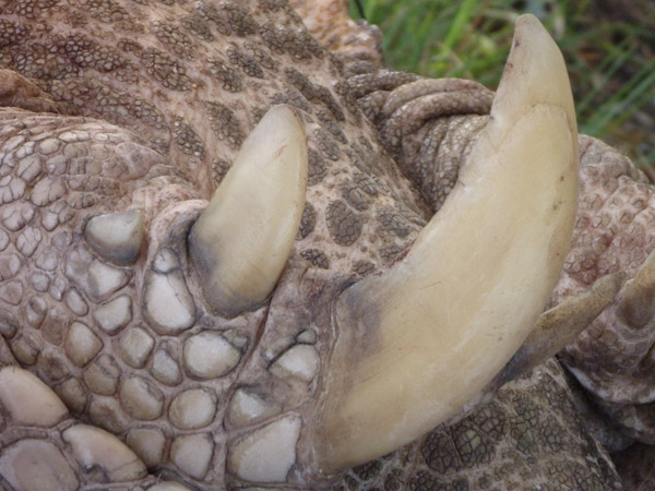 世界上脚最奇怪的动物,世界上最奇怪的脚是什么打一成语