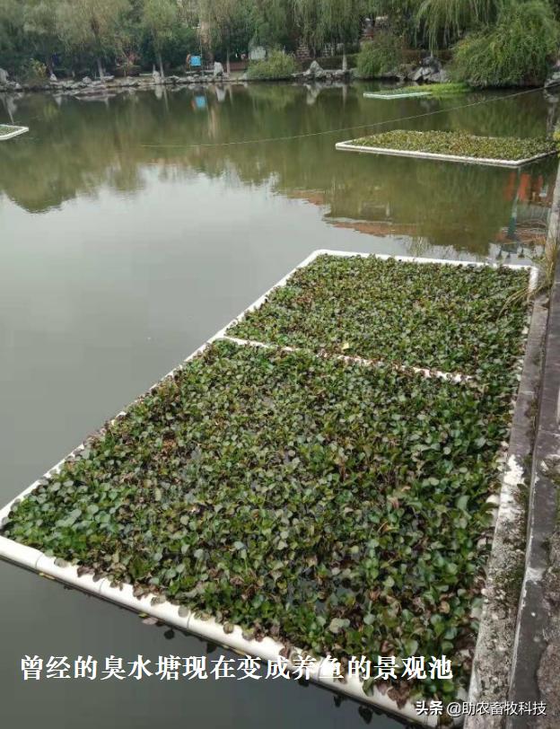 鱼塘水质差用什么改善水质,鱼塘流入养殖场废水如何处理