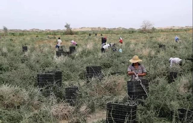 曾被称为“软黄金”1斤800不愁销路，如今神话破灭1斤卖40很费劲