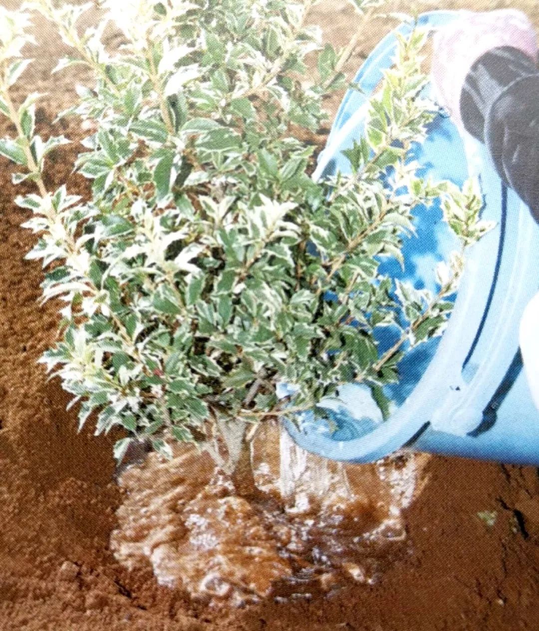 种植小树苗的正确步骤图片,新种植的小树苗一个月能长啥样