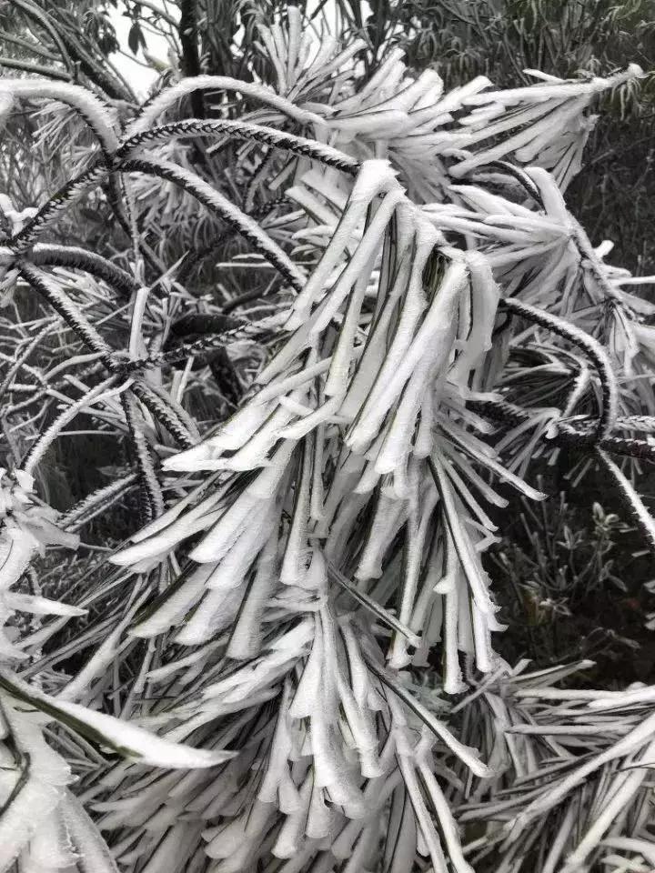 化州回南天还要多久,回南天来袭化州橘红收藏防潮攻略