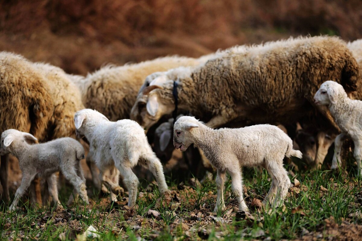 小尾寒羊小羊羔死亡怎么办,小尾寒羊一胎能产吗