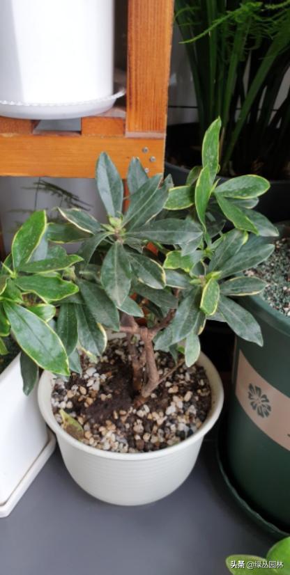 武汉养花技术哪里培训,北京养花小技巧