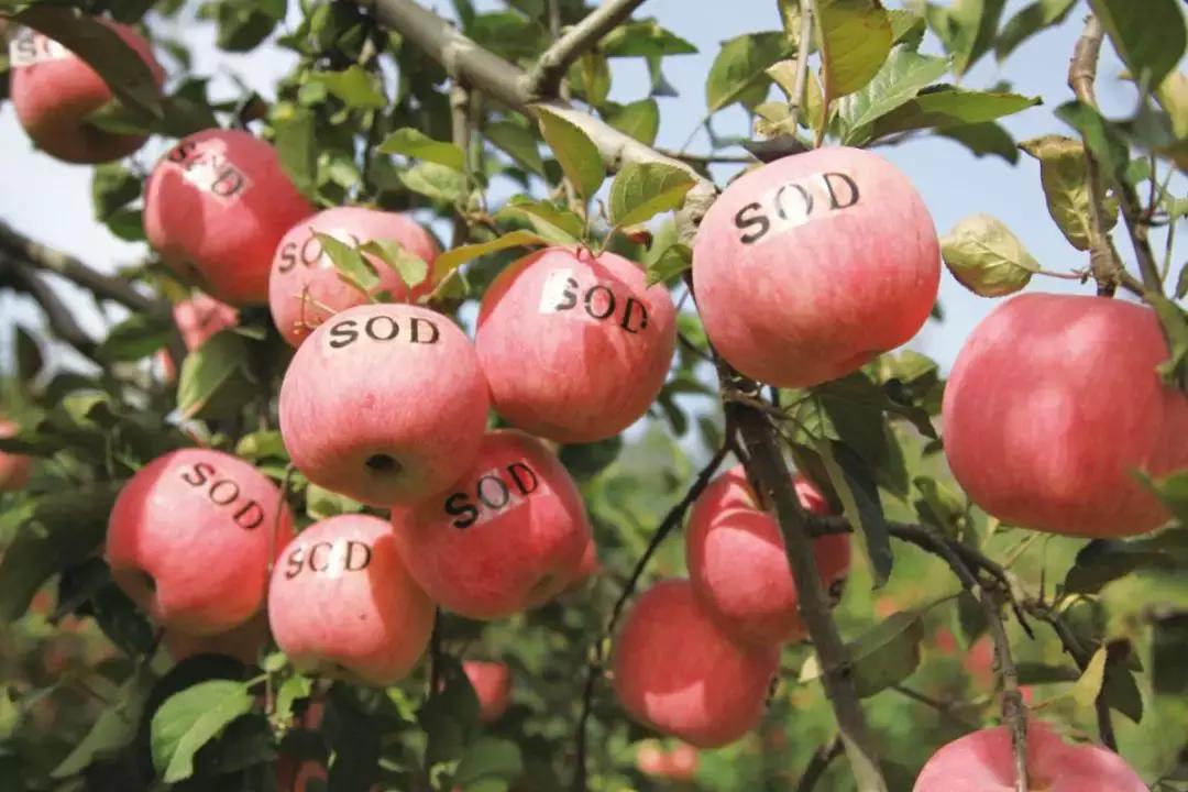 30元一颗的“灵宝金苹果”,如何在跌宕起伏的水果行业稳固生存?