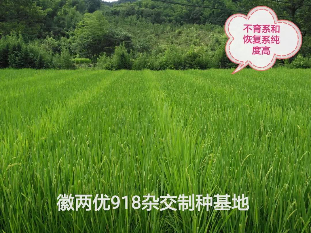 徽两优1577第一名高产稻种,徽两优985稻种简介