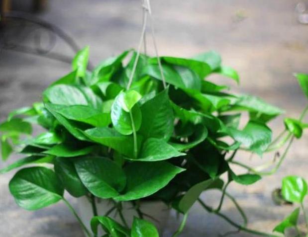 枕头内的荞麦皮放土里能养花吗,晒枕头晒出好多虫子