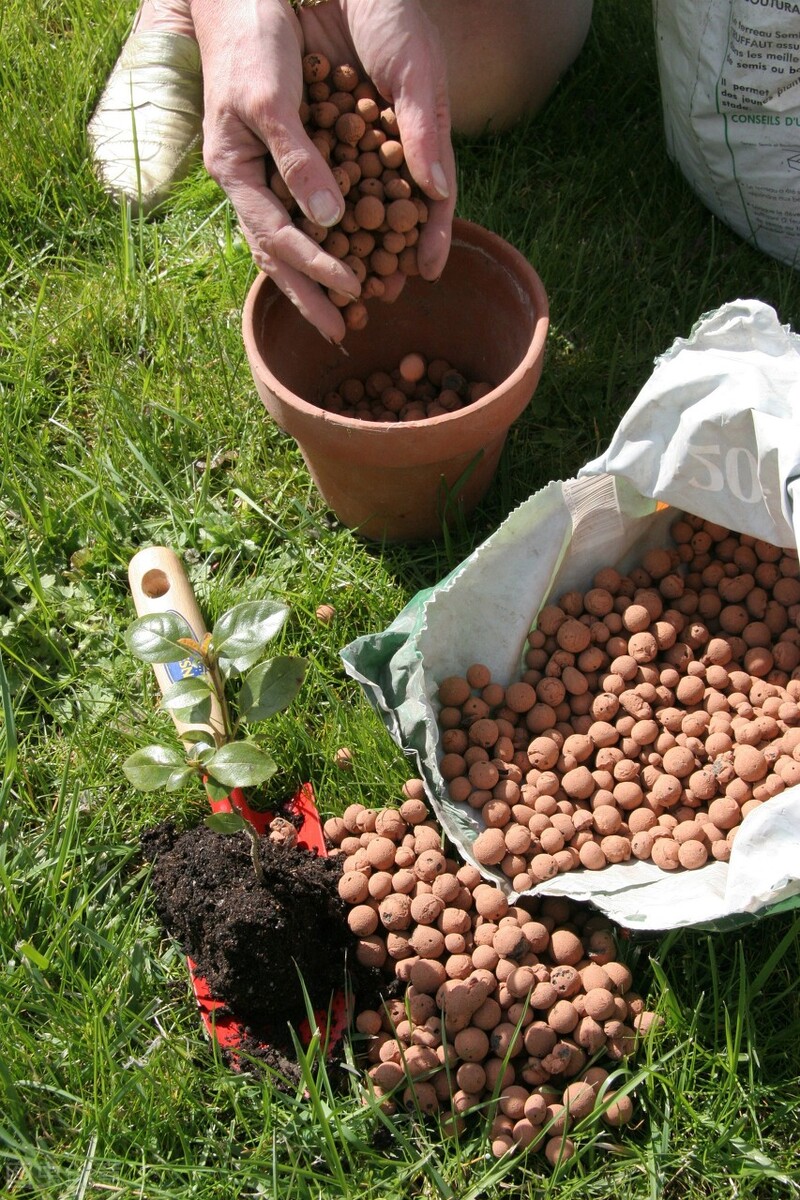 盆土反碱,盆土反碱发白怎么处理