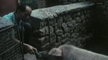 从养猪到影帝葛优艰辛的成名之路,葛优的成名路有多艰难