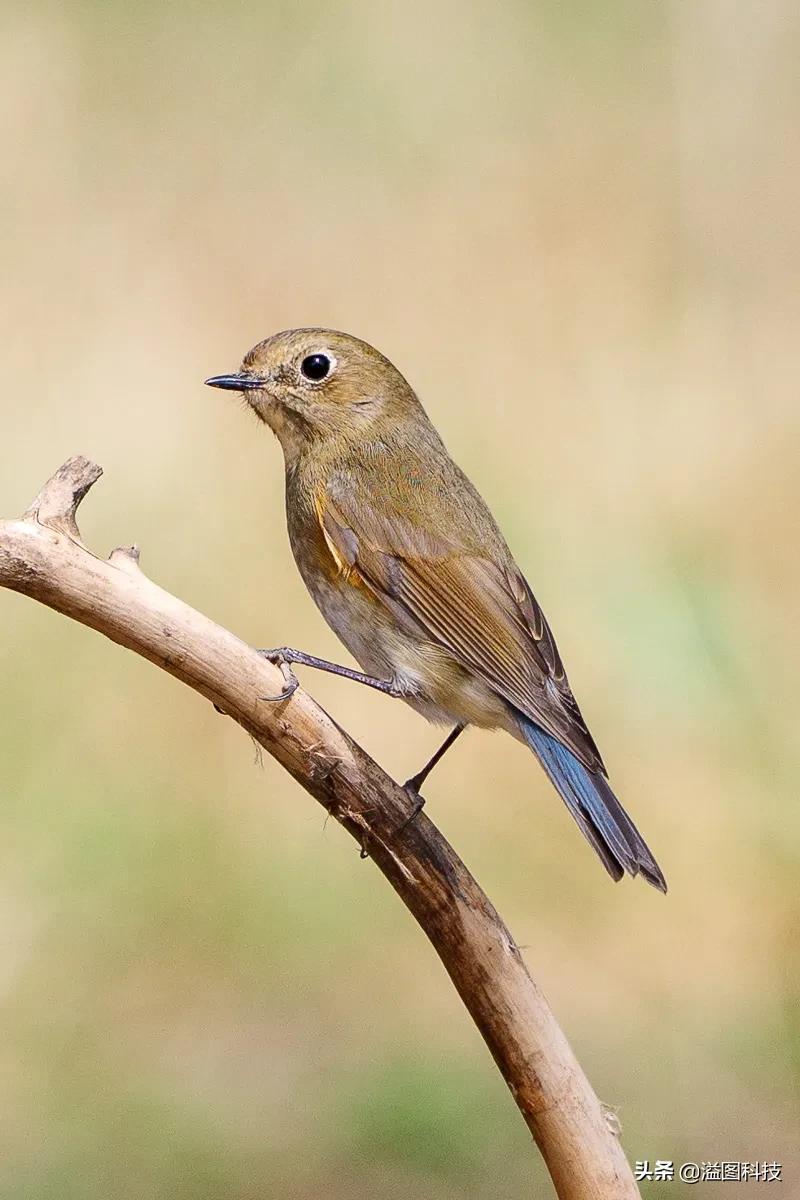 松下全幅无反,松下24-70f2.8镜头评测
