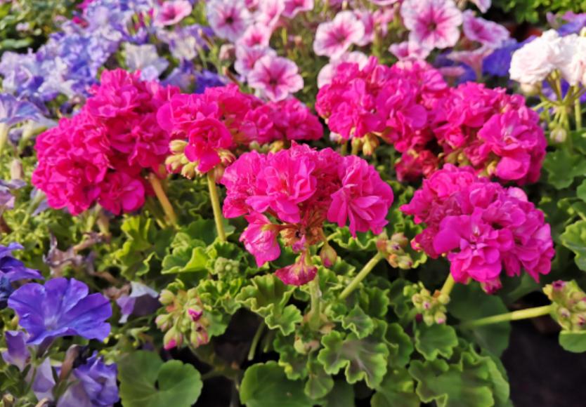 天竺葵几月份是开花旺季,天竺竹为什么夏天不开花