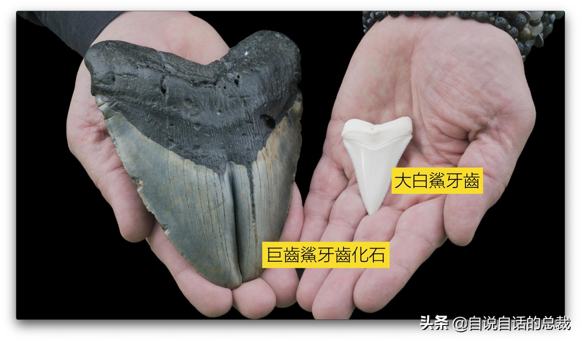 美国探测深海潜艇失踪事件,美国海神号发现了什么