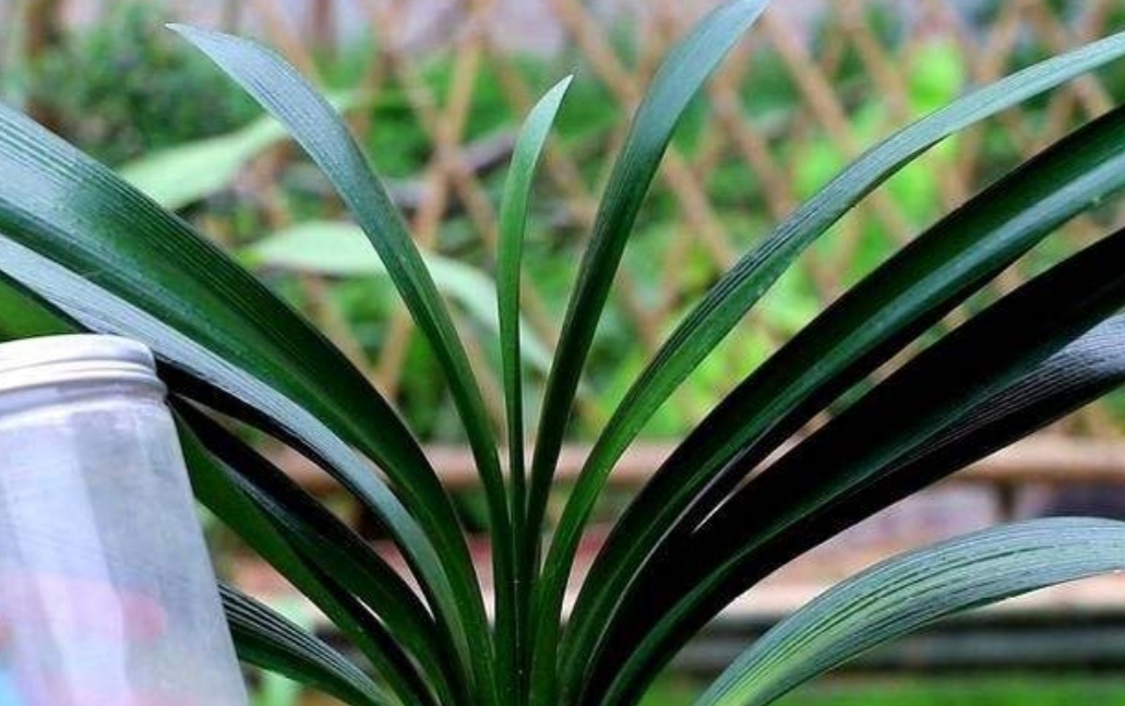 君子兰适合的光照,君子兰喜光照吗