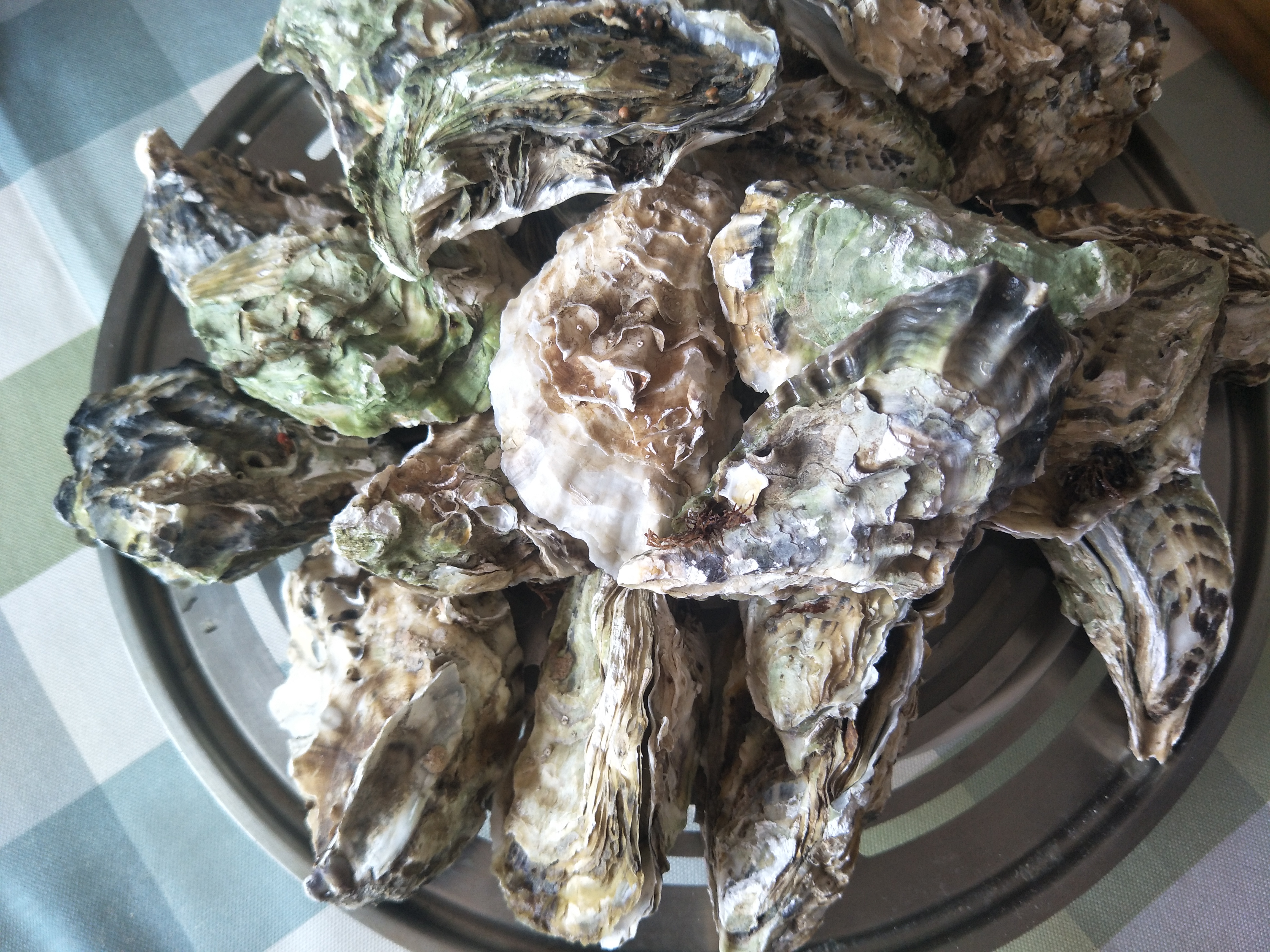 蒸生蚝冷水下锅还是热水,蒸生蚝和扇贝用冷水还是开水