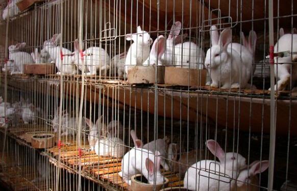 肉兔养殖最好方法,肉兔高效养殖新技术视频教程