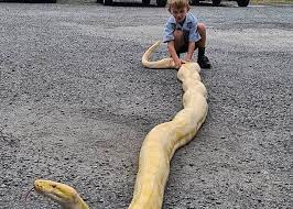 可怕40斤巨蟒藏天花板,吓人巨蟒