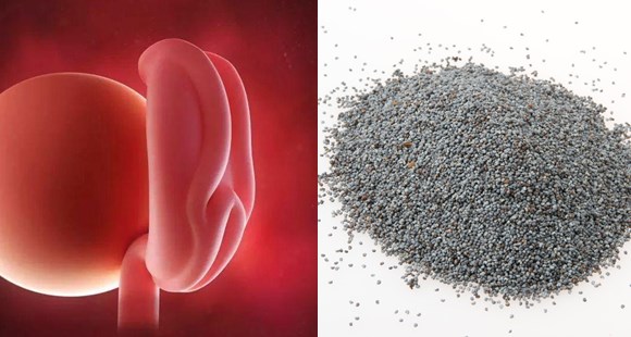 胎儿14个月的10张图片,胎儿1-40周水果对比图