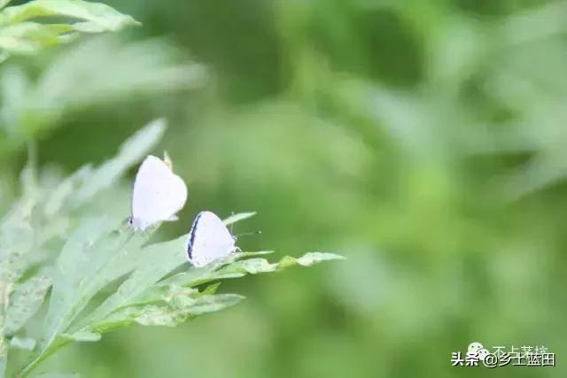 蓝田靳洪涛图文：蓝田葫芦岔一个值得去的地方