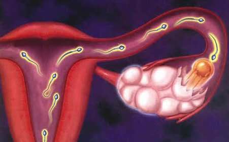 没受孕的小蝌蚪去哪了,没有受孕的小蝌蚪去哪了