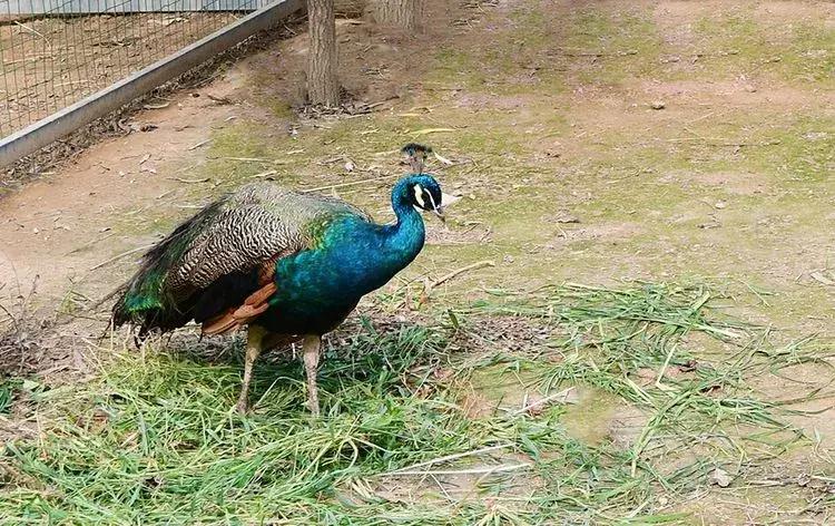 孟津值得去的景点,孟津有啥好的旅游景点
