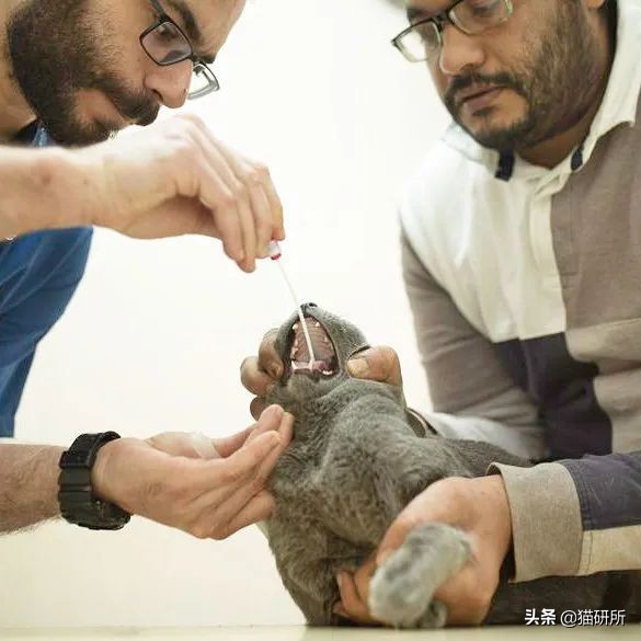 怎样让猫咪远离一个地方,怎么让猫咪远离耳螨