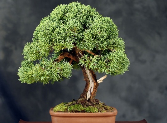 榕树盆景叶子发黄怎么办,榕树叶子发黄有锈斑