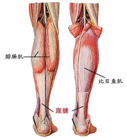 跑步常识与认知,跑步运动解剖学第2版心得