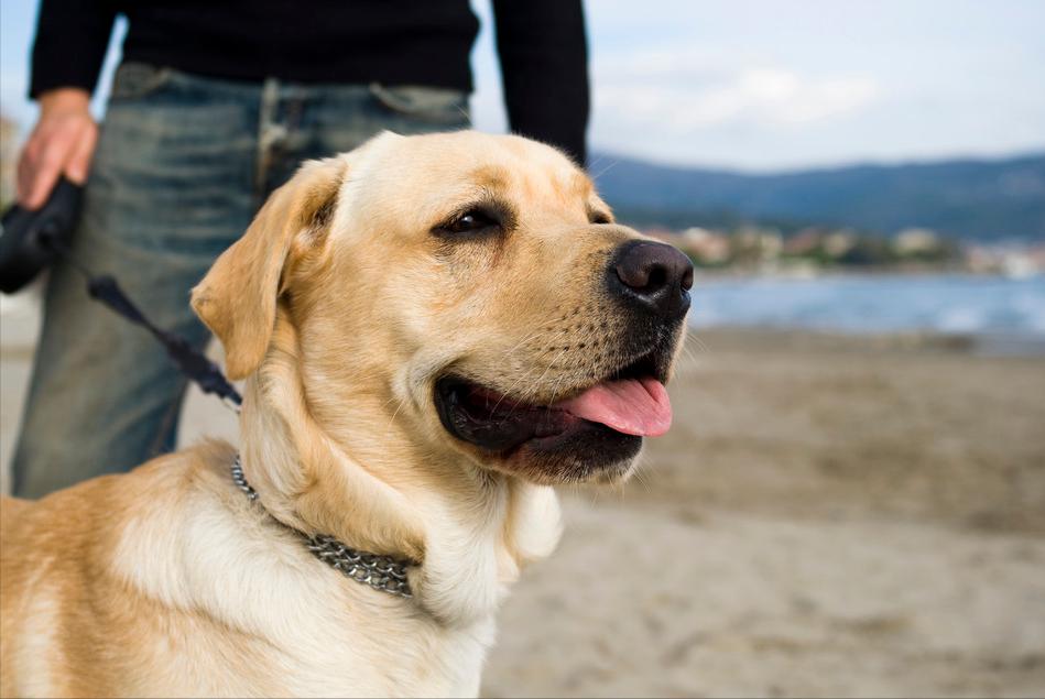 拉布拉多可以像土狗那样养么,拉布拉多怎么比土狗难养那么多