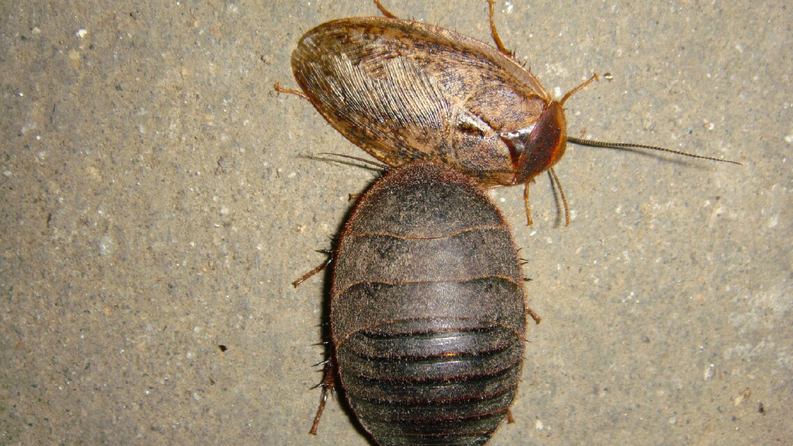 中药土鳖虫养殖,养土鳖虫经济价值高吗