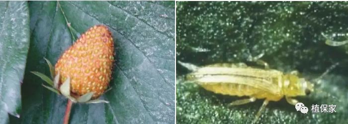 草莓常见病虫害图谱,草莓病虫害图片大全集