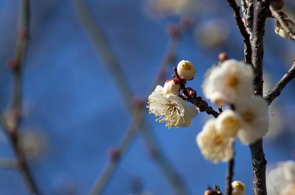 拍梅花技术的技巧和方法,拍梅花的最佳方法