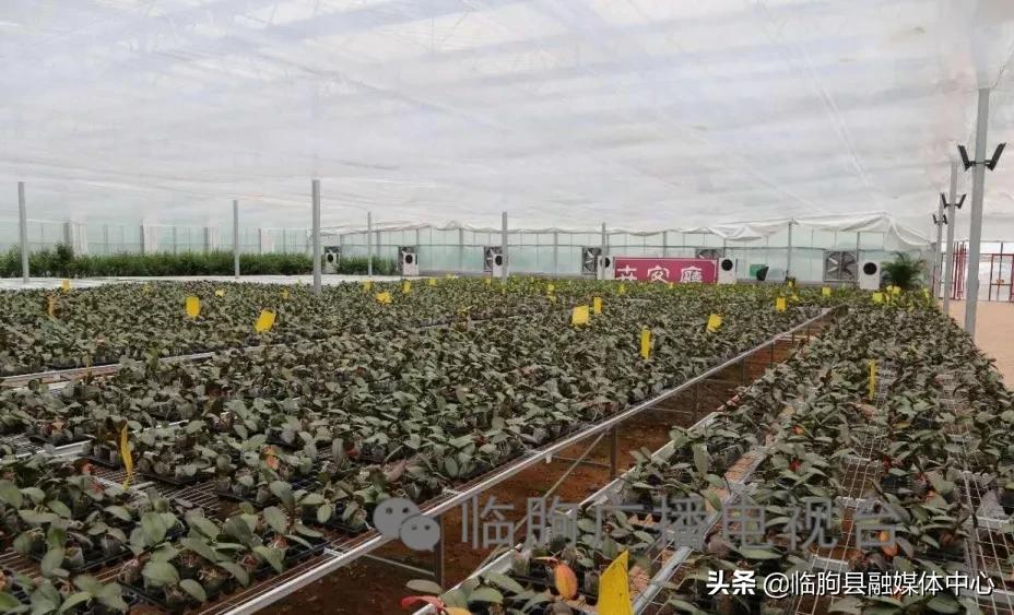 “绿满城乡·秀美临朐”系列报道（八）蒋峪镇篇：勇立潮头迎风起水墨蒋峪谱新篇