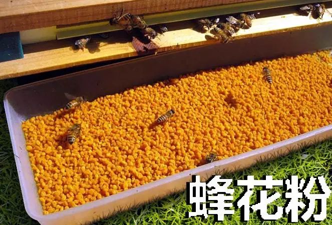 花粉怎么吃,花粉每天吃多少为宜