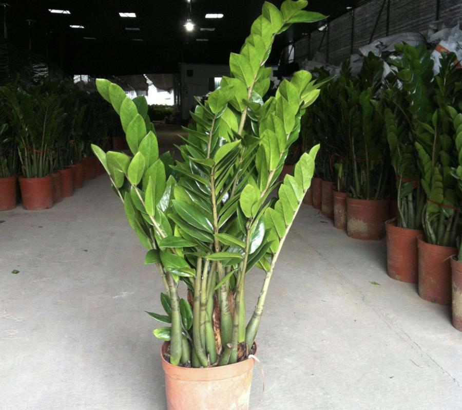 哪种树招财又旺宅,客厅最好养的两种树