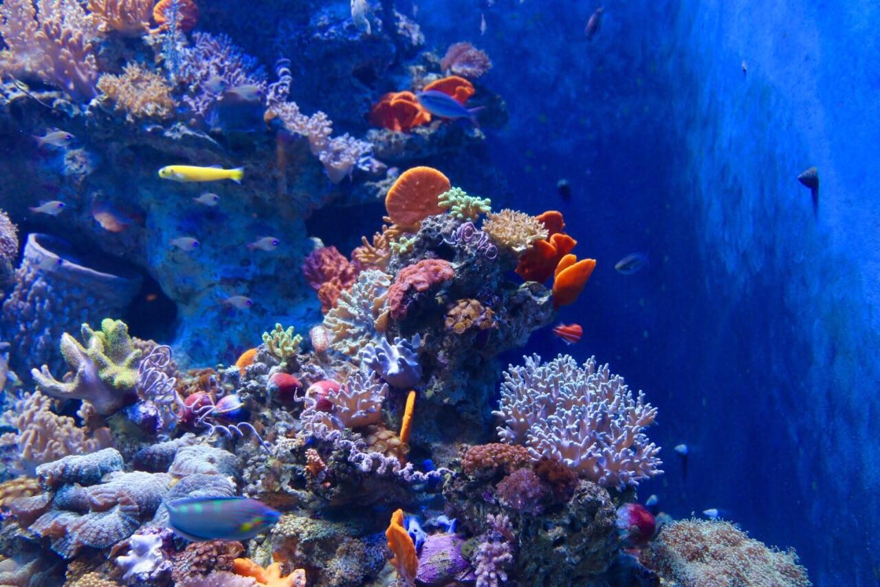 全世界最好玩的水族馆,世界十大水族馆