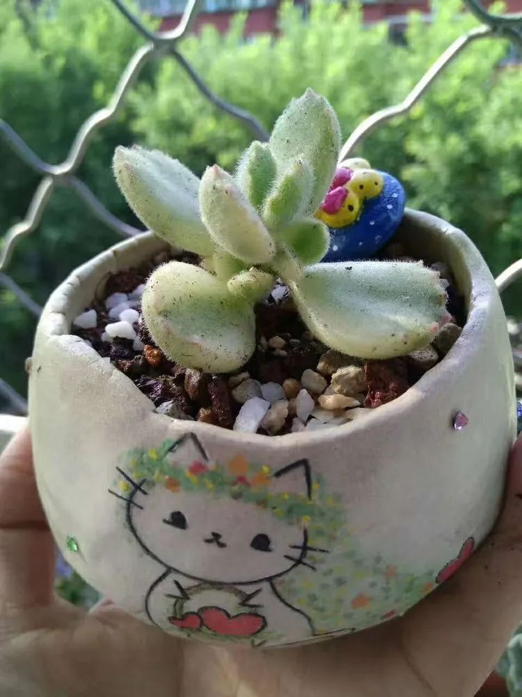 每一棵多肉都承载了一段时光,每一棵多肉都是独一无二