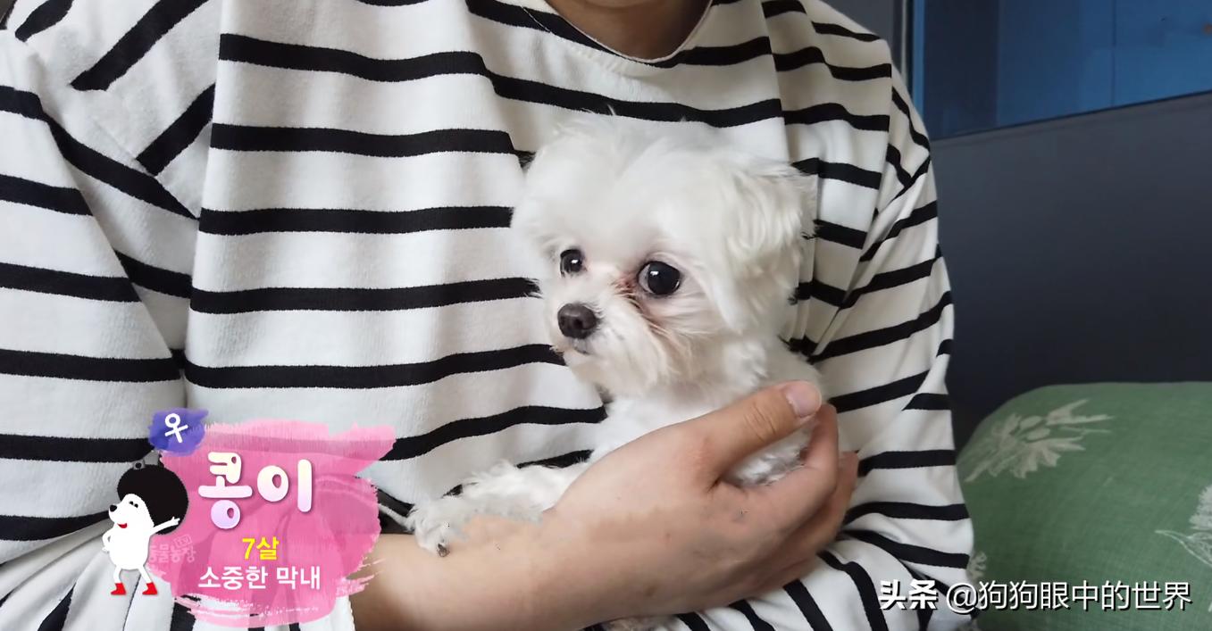 狗狗一直转圈圈还用爪子刨被子,狗狗每天都趴又拉又吐