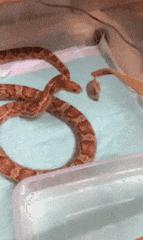 这只鹦鹉一直以为他是一只猴,所以每天都在重复做这个动作