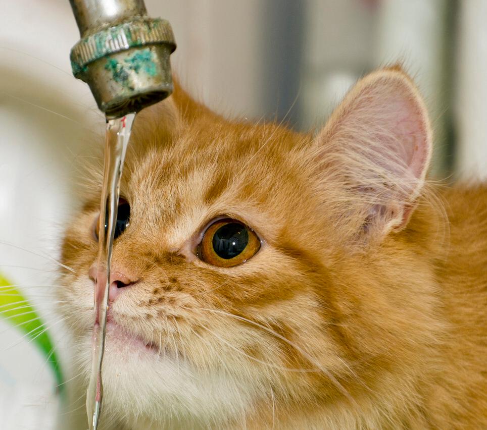 猫咪不爱喝水怎么办,猫咪不爱喝水怎么办搞笑