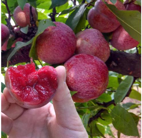 时令水果清甜可口,应季水果清甜可口软滑多汁