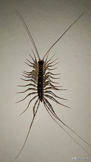 深山发现的神秘物种,最吓人的物种是什么