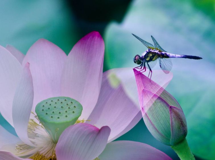 美丽的蜻蜓诗句,描写蜻蜓的诗句古诗大全