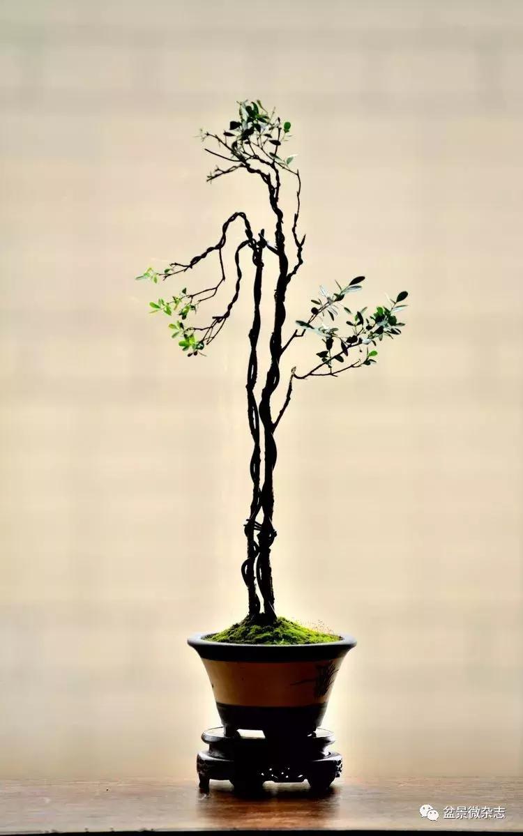 盆景艺术欣赏视频大全,盆景万象盆