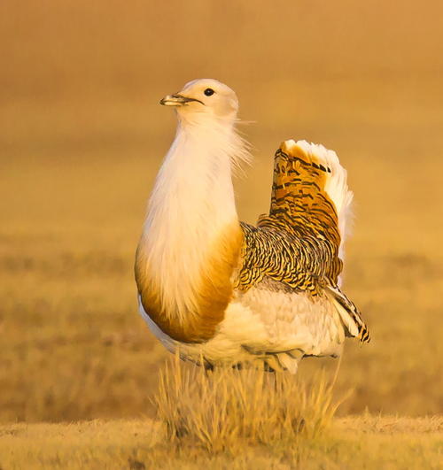 养鸽子不知道的知识,养鸟知识科普