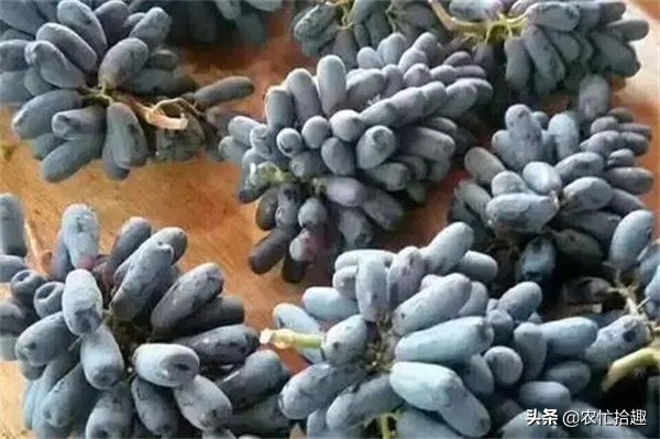 又到一年的稻子成熟季,又到一年果子成熟期