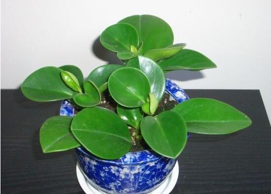 碧玉怎么养才正确,碧玉的养殖方法和注意事项