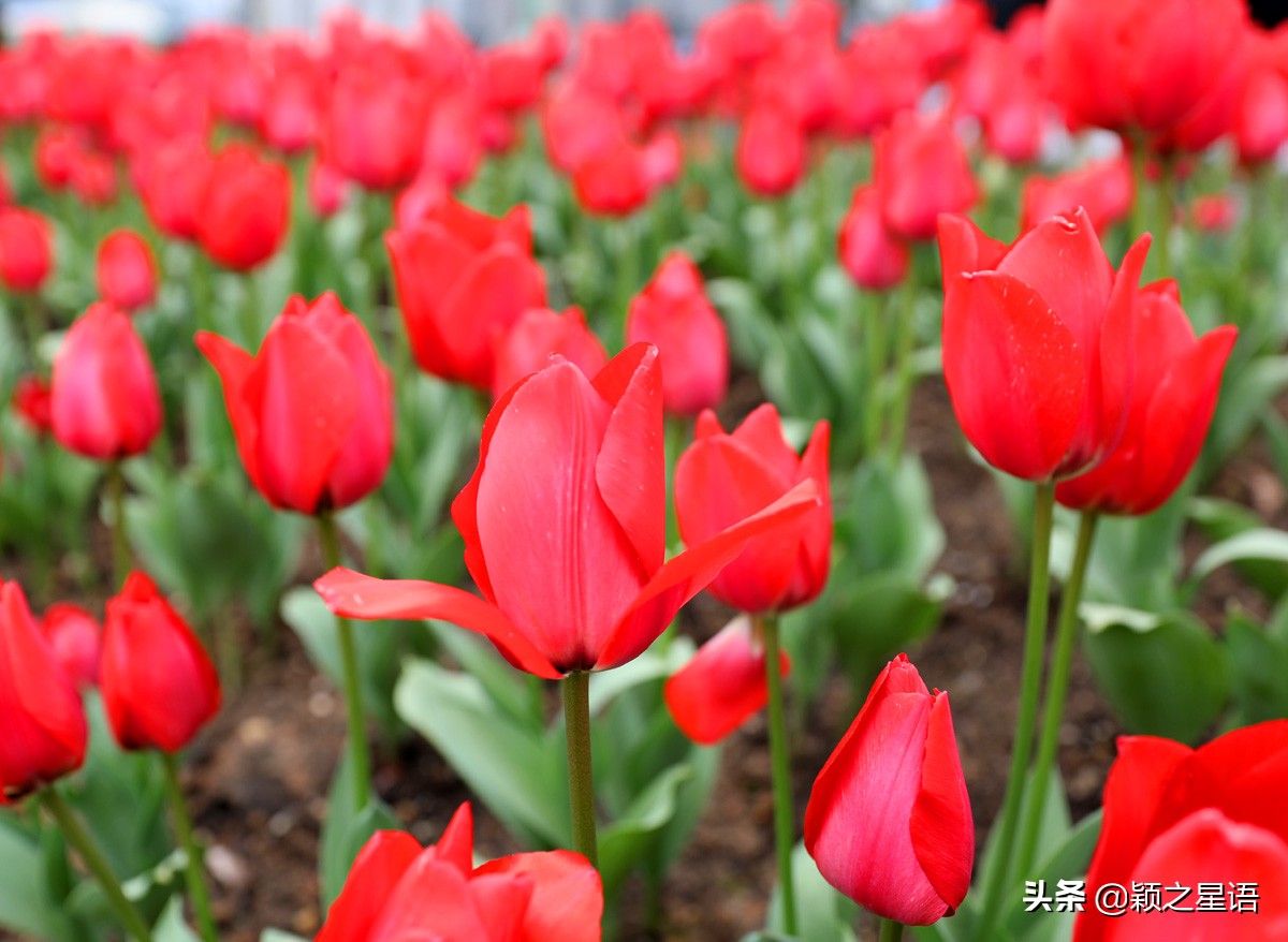 郁金香鲜花香味,郁金香鲜花诗情画意